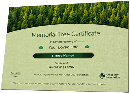 Plant Trees in Memory of Theodore Jackson